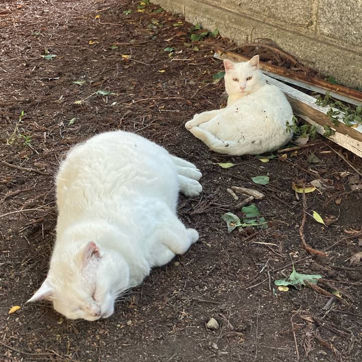 1f0761da ab0f 4c2d af5c a2cc42f9270e 1623057266055