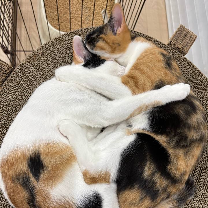 1f07b33c 54d5 4894 9755 afe805b840bc 1763711608592