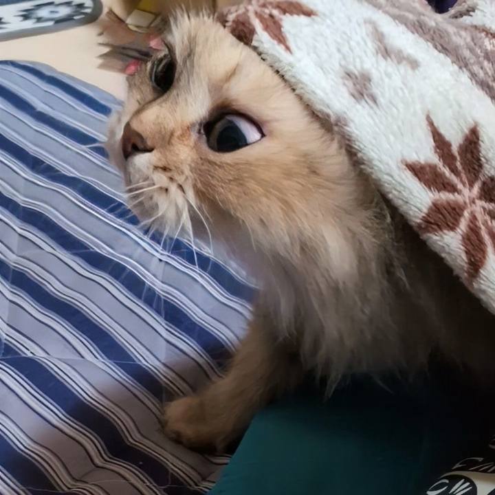 1f0aa20f 8795 4ef5 a279 ebb69b6fc061 1745043368510