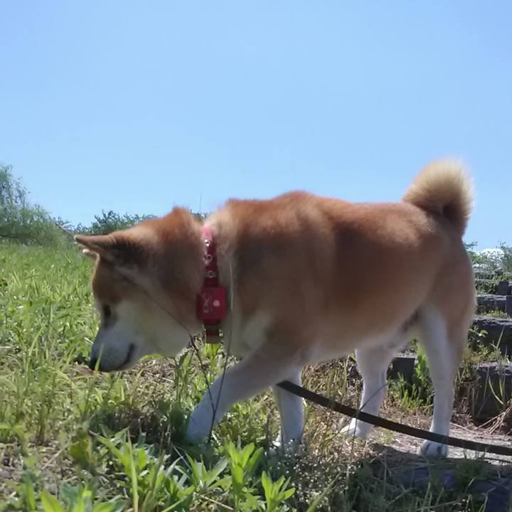 1f0bf825 81db 4a79 9aa0 d55ddefc3e76 1590658179451