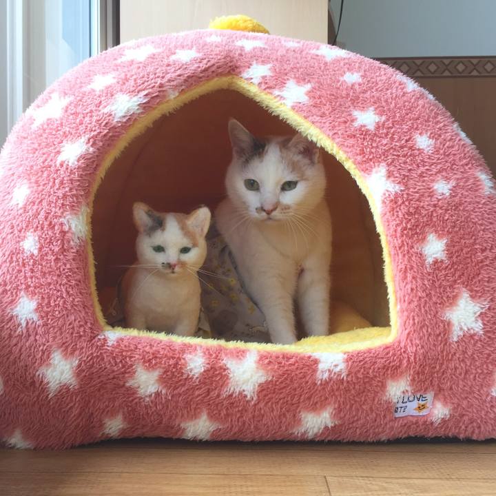 1f0dedca c19c 48af a85a cb5096d7c382 1528463852341