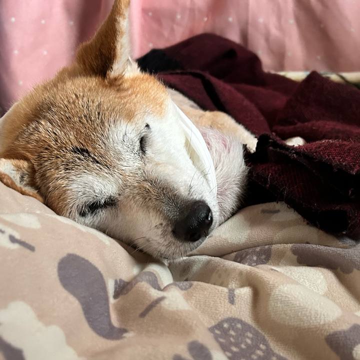 1f12dfb2 e023 4675 8347 742b6639ad6b 1763172977987