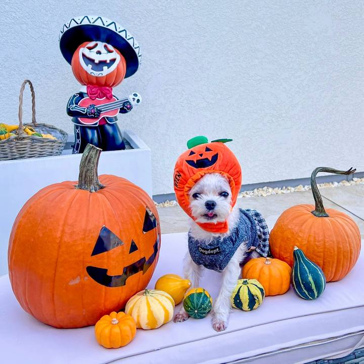 1f146625 98e5 42a4 8025 1fec243604ad 1697537153157