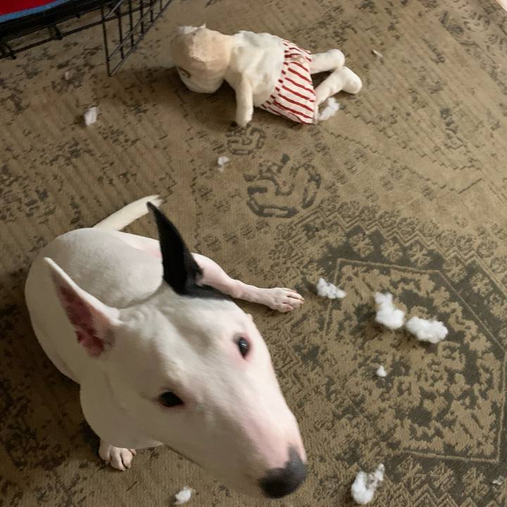 1f14df67 1934 4538 9bfb e0cb383b0dbe 1573728797147