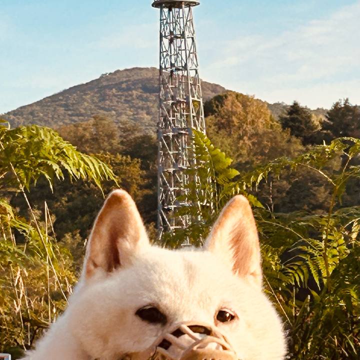 1f16f2ca 9c4c 4328 a104 a17aca5df90a 1728598514134