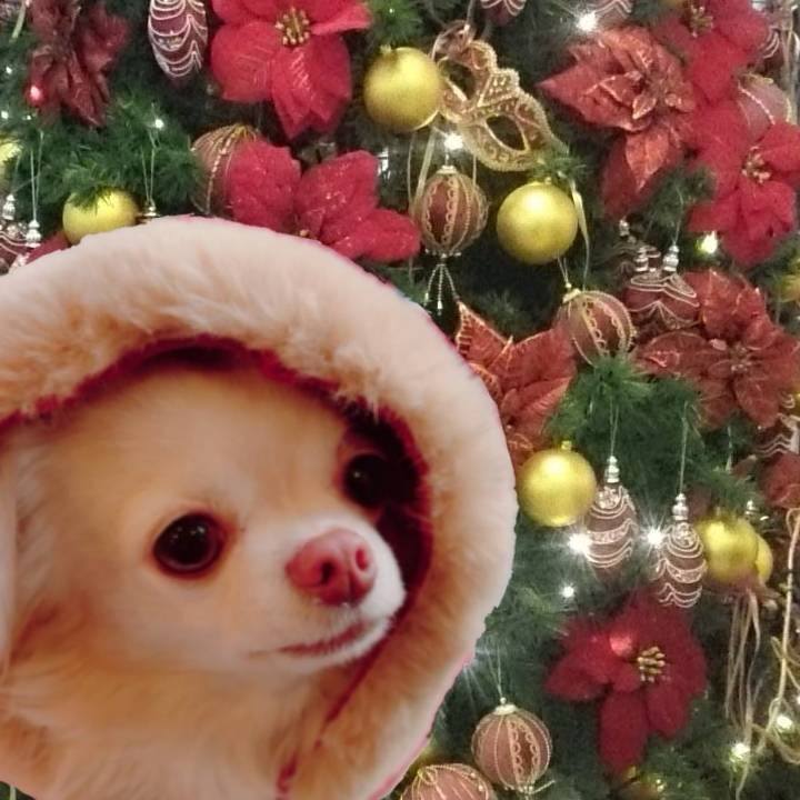 1f188ad4 fc03 4985 9f1e 00e2451b372d 1702819497198