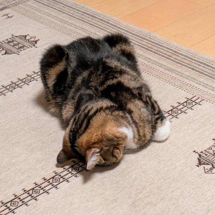 1f18c4a5 ab75 4e0d bc07 ca86c68e4da0 1767103969668