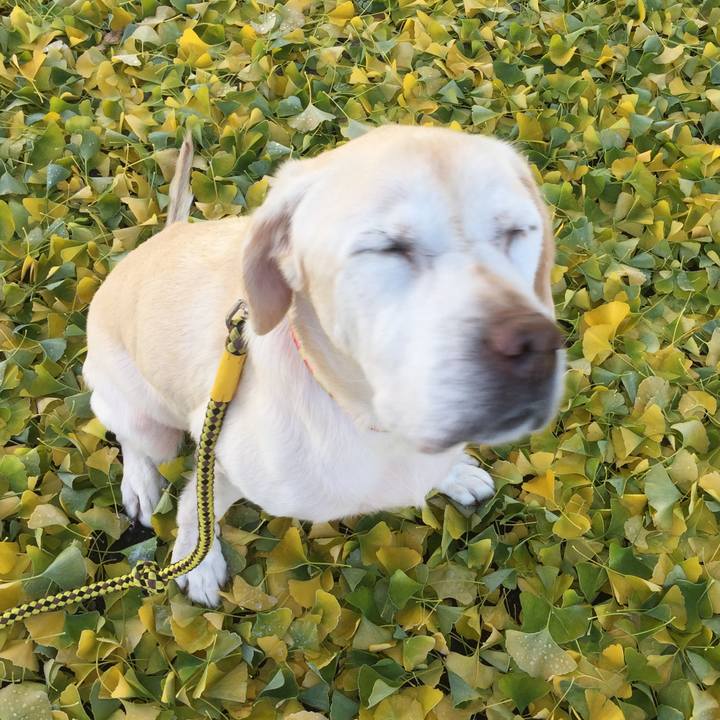 1f1acce6 a1d8 4346 938c f90aad3204b8 1511324482497