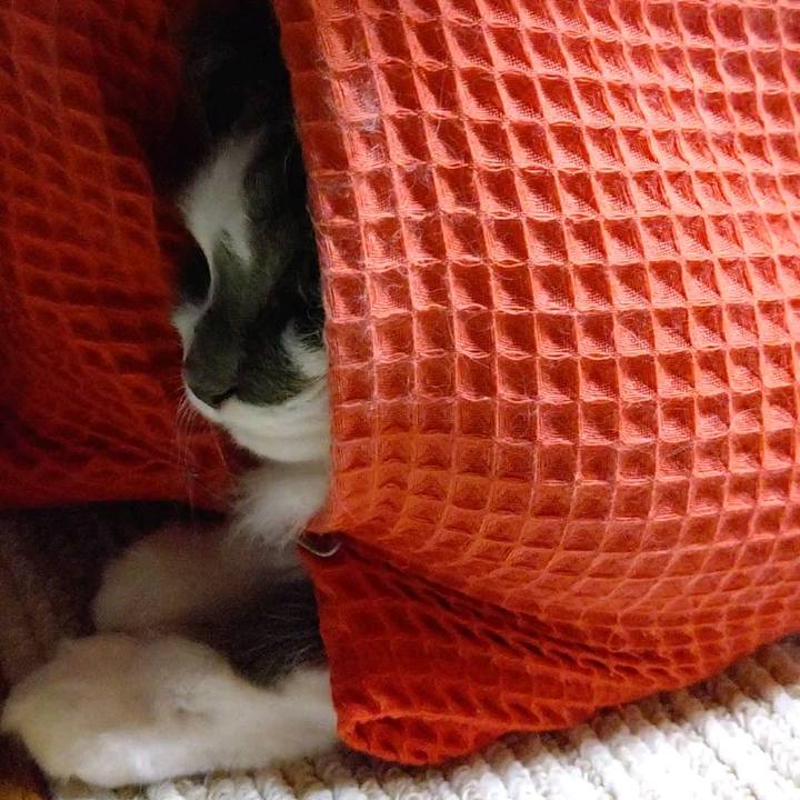 1f1d95d8 d3c8 4d1e 87e2 53b2930a91af 1593081865300