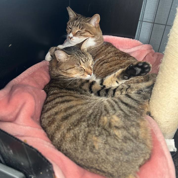 1f1f4acf 2082 4c19 9d74 781208c78d82 1763821796096