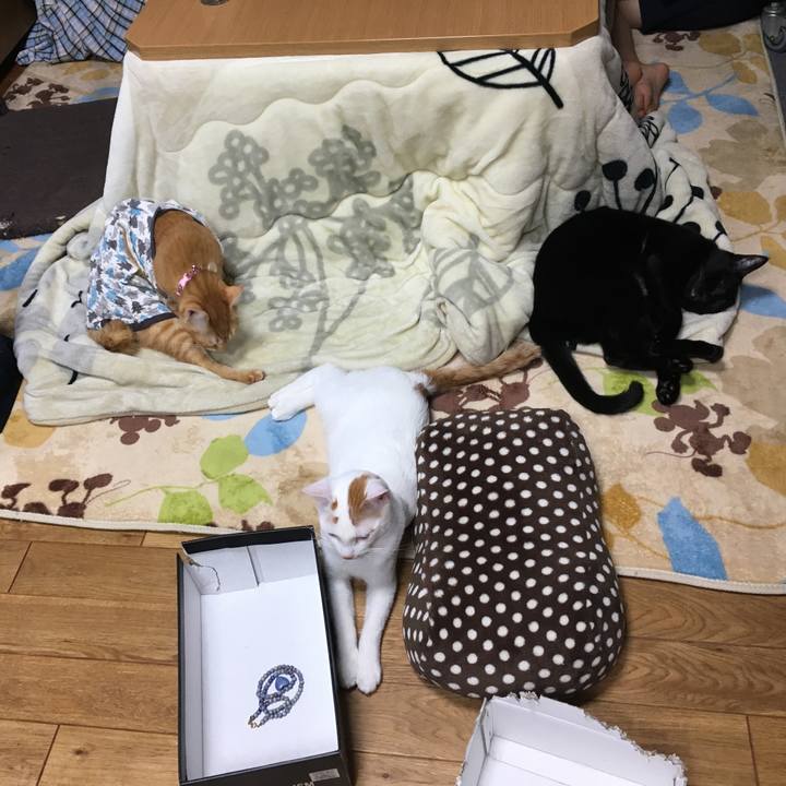 1f1fdaf3 6e53 4810 9def 205b3f718f0d 1512216660579