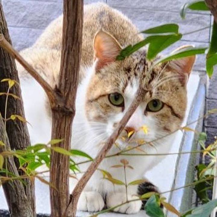 1f20dacb 92d3 474e a7d5 9fea9428333b 1762404785569