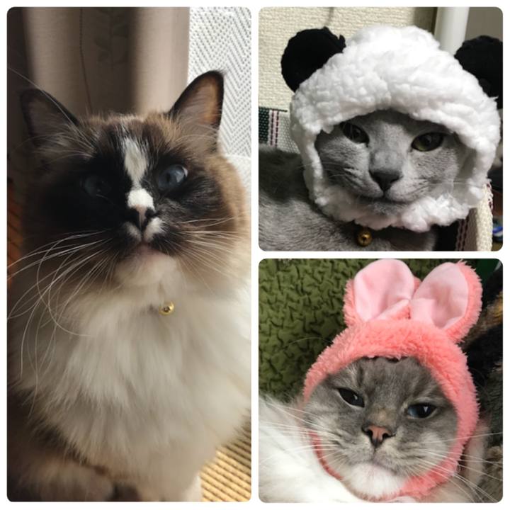 1f21f4e6 b602 4c19 b559 d8b0c658d5bf 1517696406072