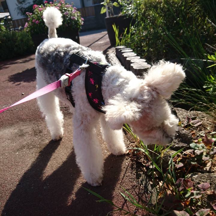 1f237473 6e77 4061 9e4f e97fa50724c7 1509846283487