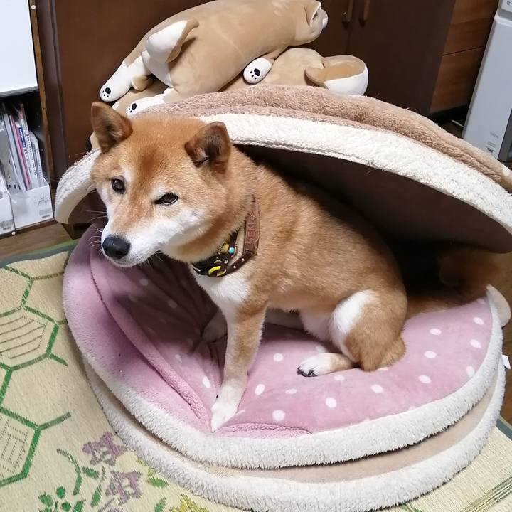 1f278791 04c5 4884 b526 ec443b3cb9ee 1621338470765