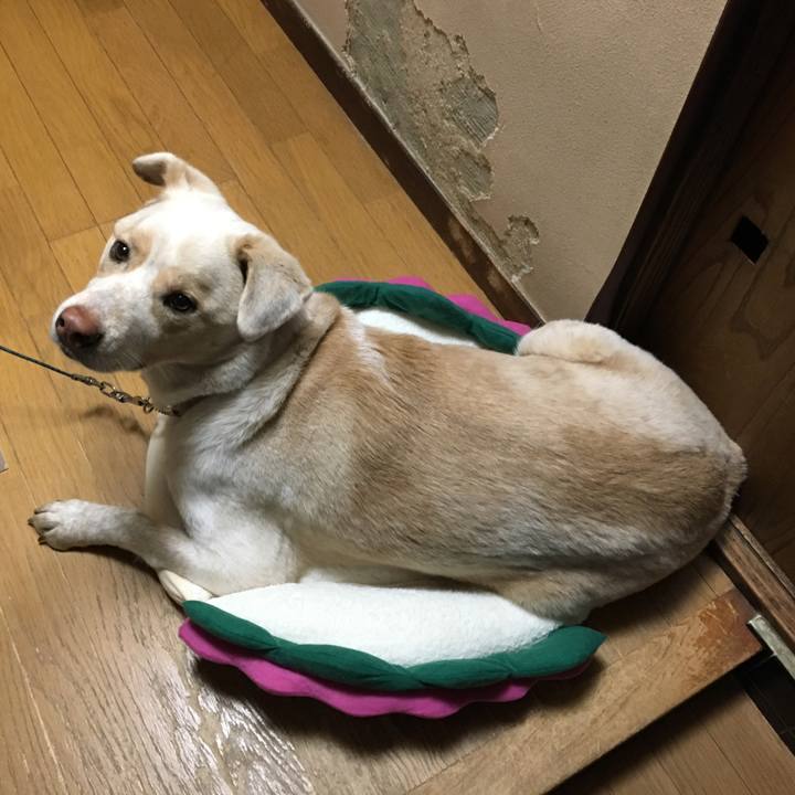 1f29a312 e89e 4a19 9912 a0fe95f58481 1517309408218