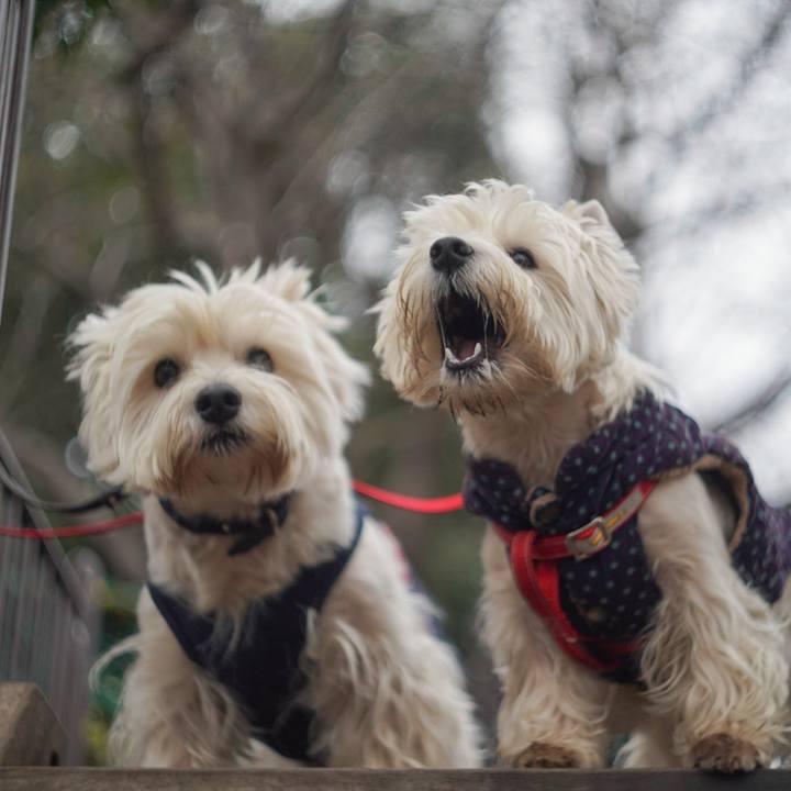 1f29dc36 0f76 4c10 9068 40e183962550 1519427056341