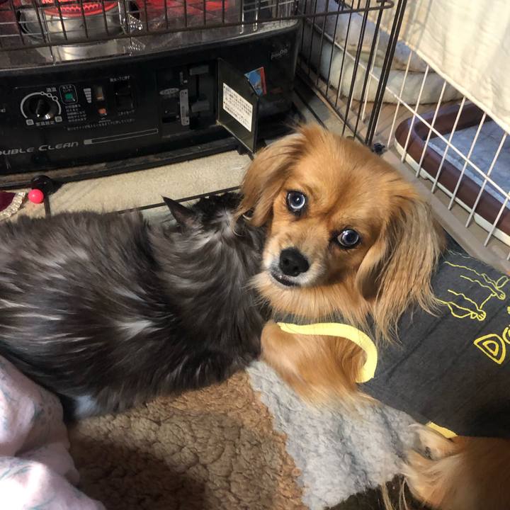 1f2a16aa 8782 41e9 a843 e6cd9102d8aa 1544135004294