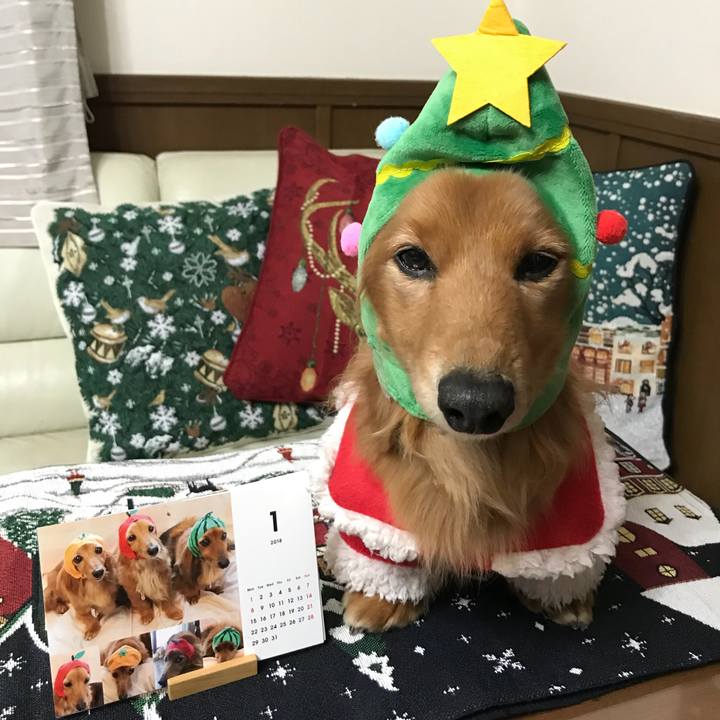 1f2f2711 7097 49b4 a9b4 05e4baa40c06 1513769110511