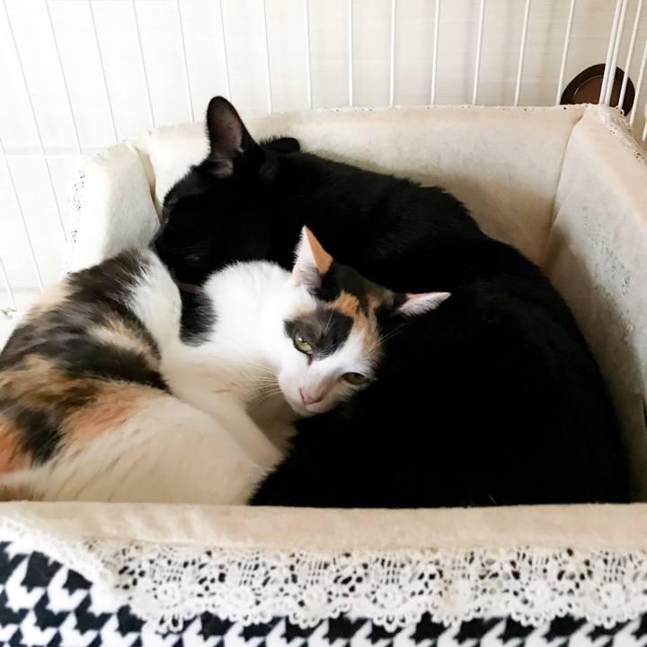 1f2f40d7 9771 4914 8681 f84cfe558fd3 1534382806863