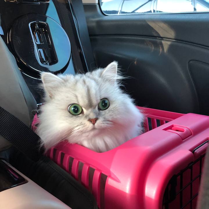 1f321e22 884d 4d8c bea4 c048781bc51f 1548224552146