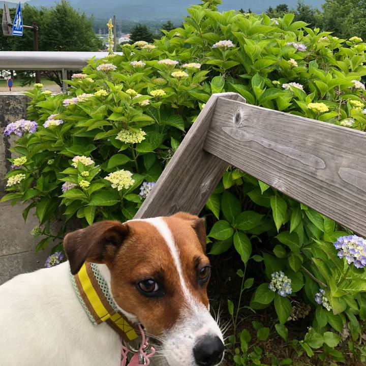 1f324cbc 1fd7 421a abb0 30cee0ca952b 1530609776411