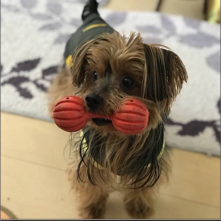 1f33625c 2c30 461e b0a4 e0d8e6c7f61c 1516171024606