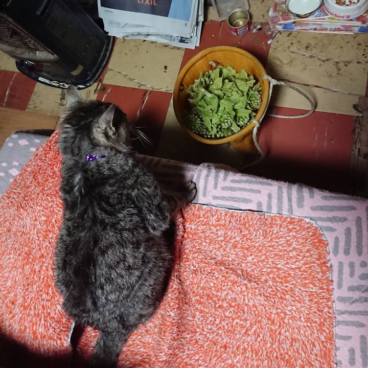 1f343bbc 9852 4139 a82e 0a7a86376875 1584784998767