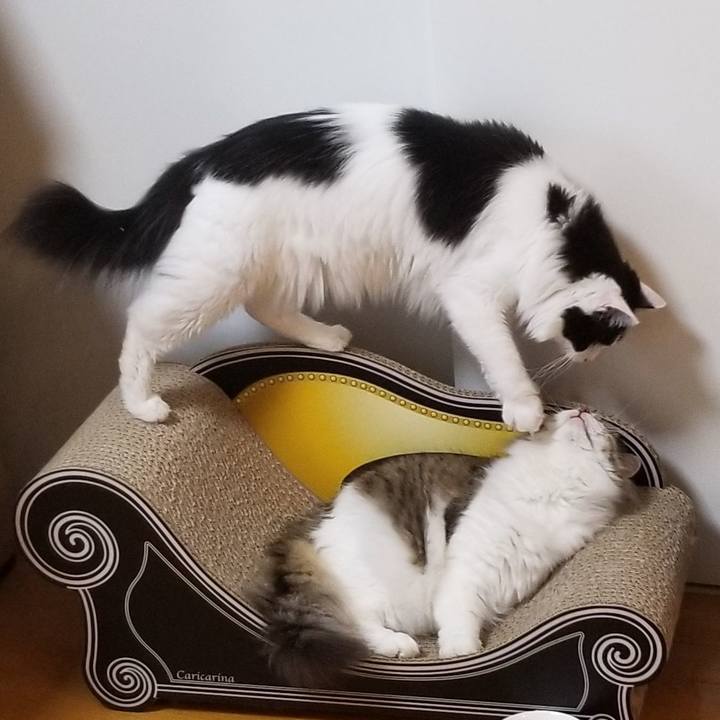 1f364555 07b3 44e6 90a2 ed6c54ae961c 1595883583192