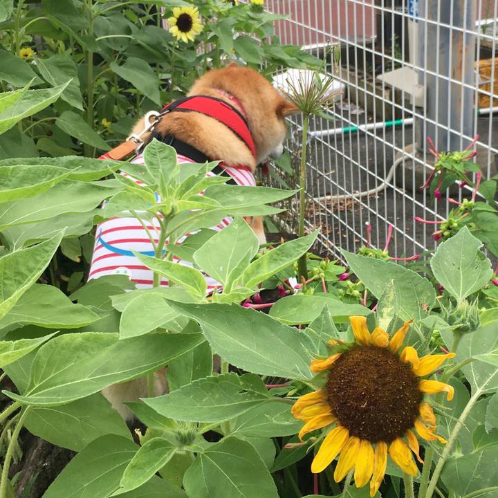 1f378be2 ee59 4e51 ad9c e4cc9535928b 1595560430777