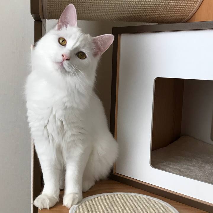 1f3c36bd a80a 47cc b0d0 cc6c773c86ad 1523964571272