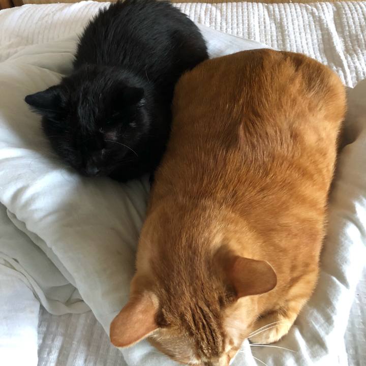 1f3e0da8 c736 41c4 9533 f359524098ab 1599958982962