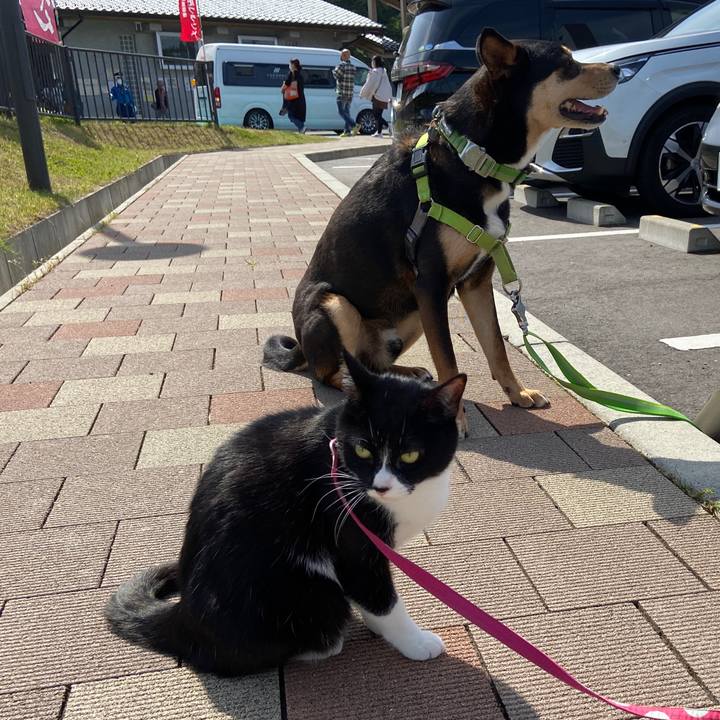 1f3e6e06 239f 43c1 9639 d267db9faae1 1620140194621