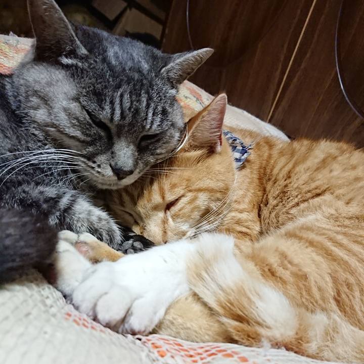 1f454385 c03d 4289 a440 6ccb6bda7131 1574598959280