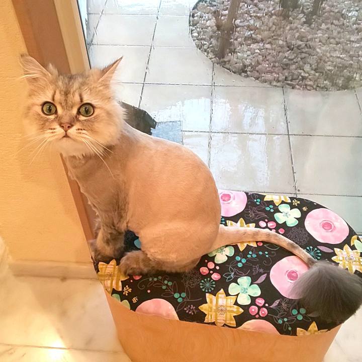 1f462027 a90d 47a9 a080 ce31c50f2279 1594025988945