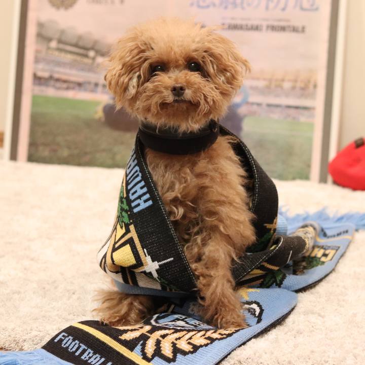 1f4a949b 77a3 4dec b95b b9028c5625f5 1543757149728