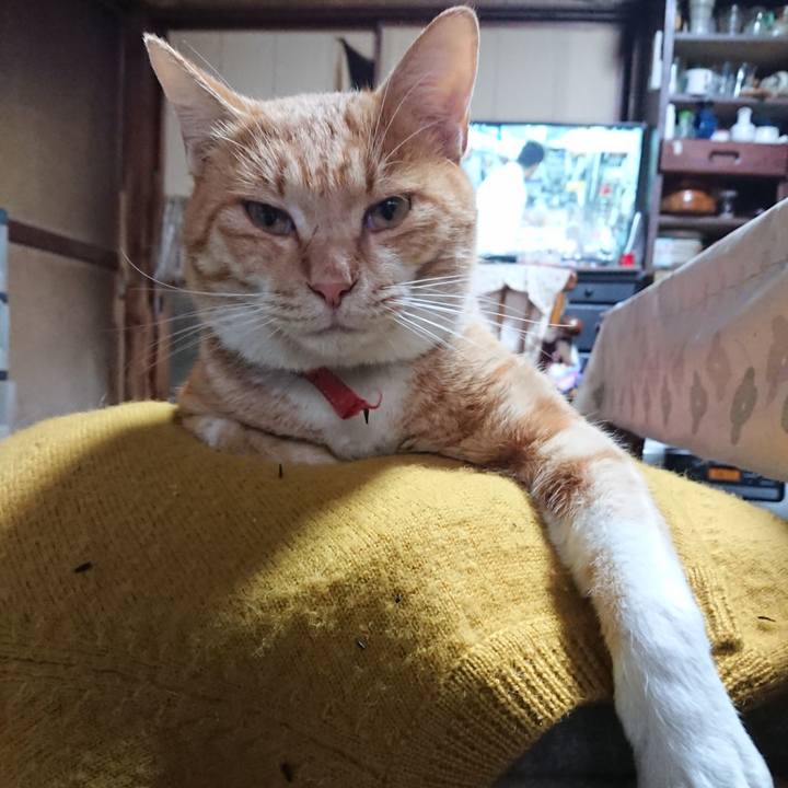 1f4b803c b992 4a0a affa 4645debedec3 1573339671610