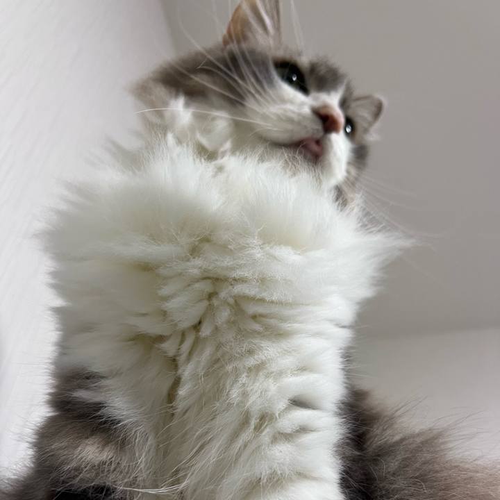 1f4f206f f94b 45a5 9c7e 5df29f8255ad 1761485847392