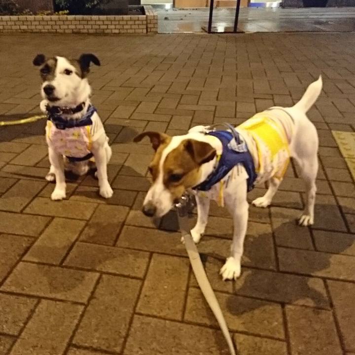 1f515528 8abc 4a1c afd7 b82e6d5bbf8a 1532782606508