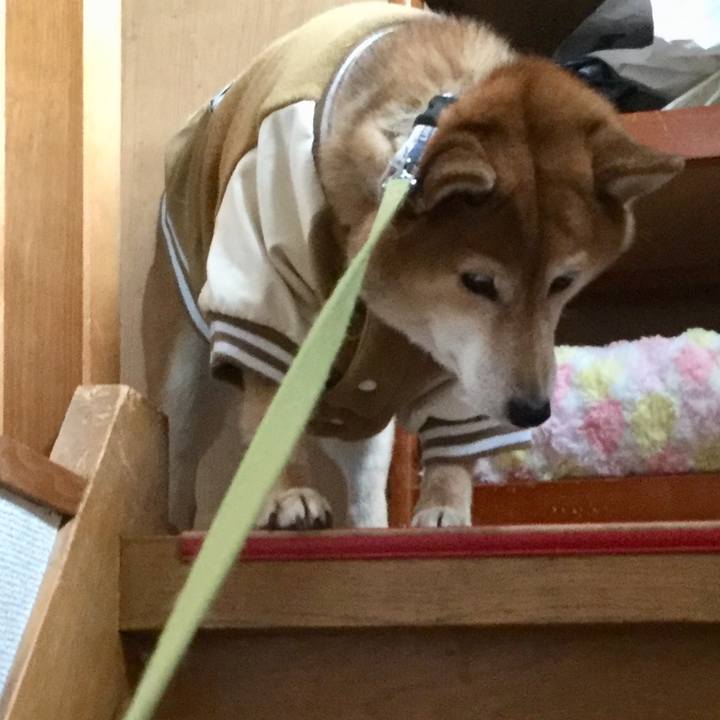 1f535e71 9894 4d4e a07d 26cc7fe1754a 1577333021237