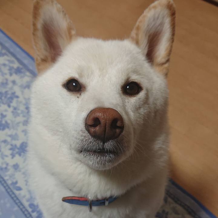 1f55b88f 6087 4a4f b9cb 5839e8009b10 1586345940470