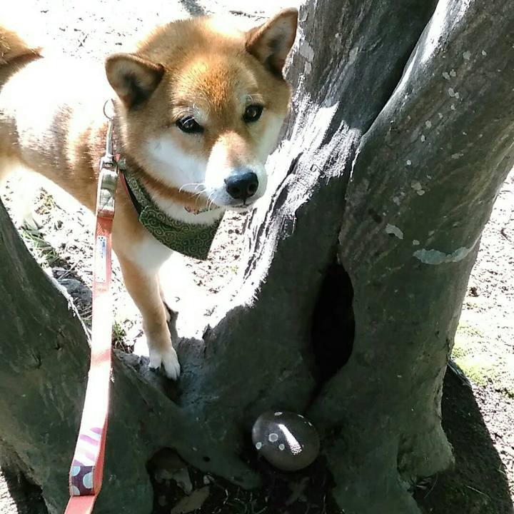 1f55d897 3460 4dc1 97c1 3a45e1aab656 1527807994135