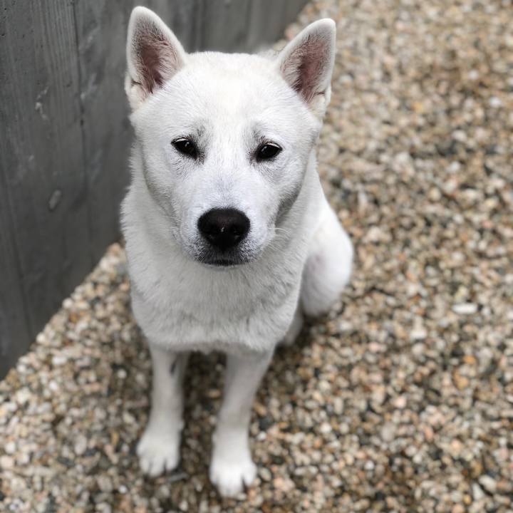 1f5601a5 90e0 4897 8cfe ffb4ac543daa 1526711837203