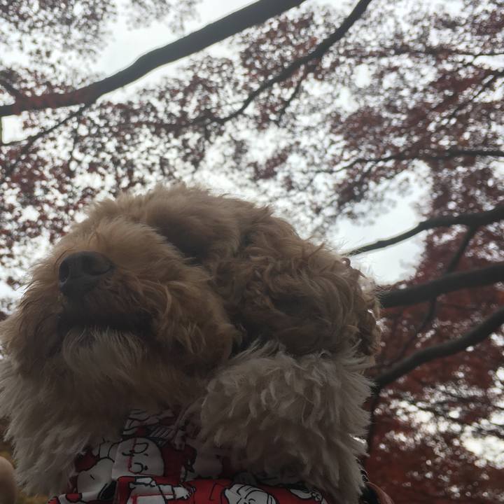 1f56fa22 c2ec 432e 880b bfe2d717f913 1512379056511