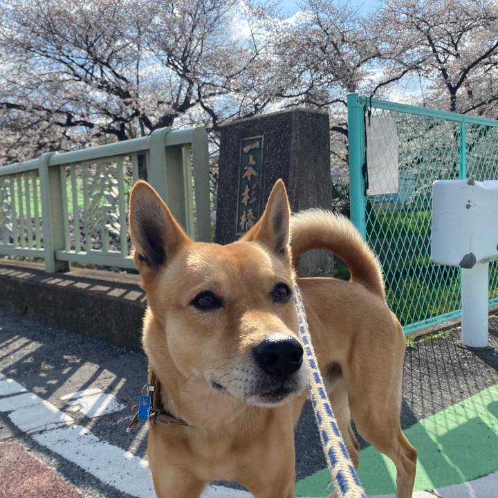 1f578a52 4538 4e03 91de 518f812ca355 1743987965443