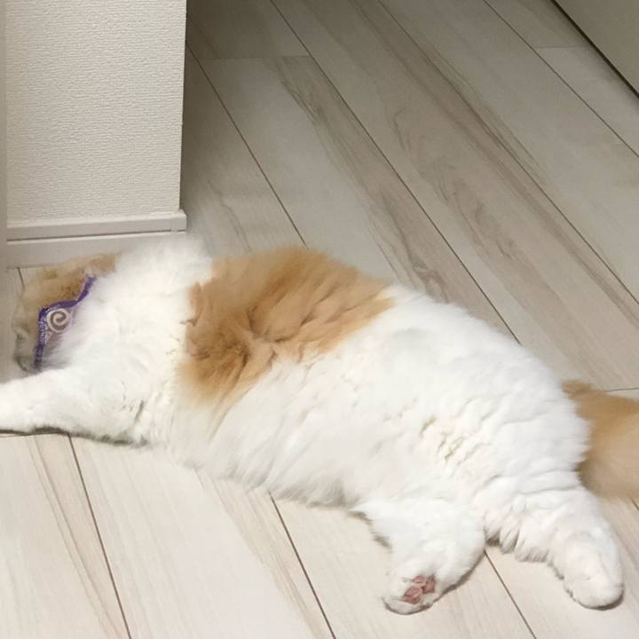 1f5c84aa 99f9 4d6b b9da f4b01bebfe67 1595592236296