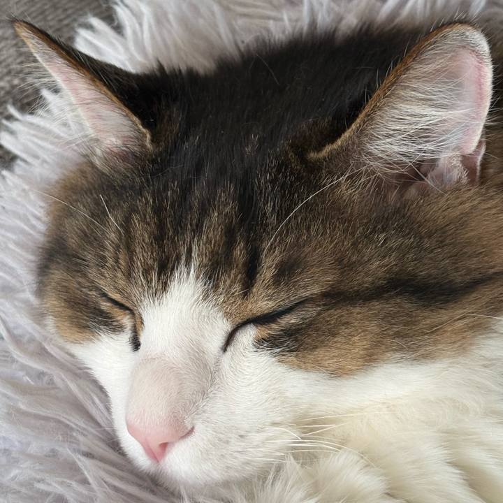 1f5d955a 4798 4903 9628 2a79025ddfd0 1740786071716