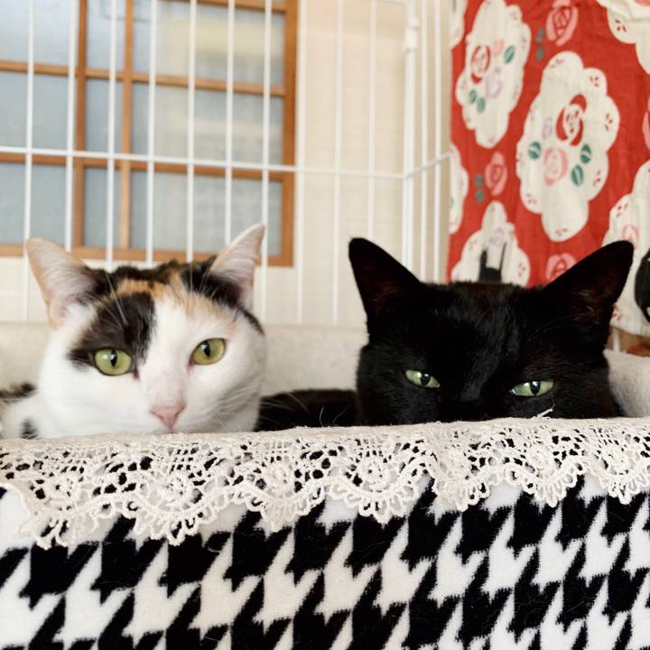 1f5e3582 a6a8 466e aa37 5f38a6af0afa 1553825020083