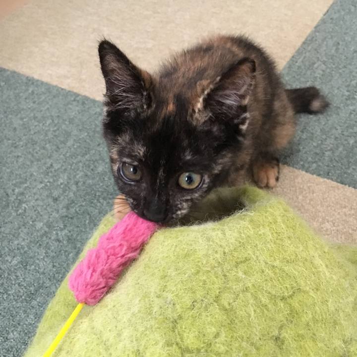 1f62939f 59d0 4746 b395 255f4a5635e4 1563668283562