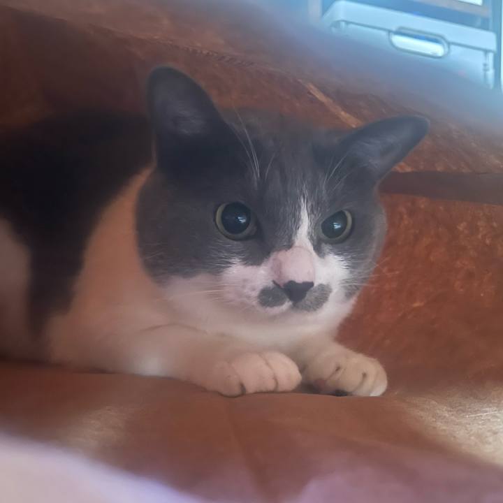 1f6328f0 72f3 4974 95bc 81f53f0ca090 1719270782353